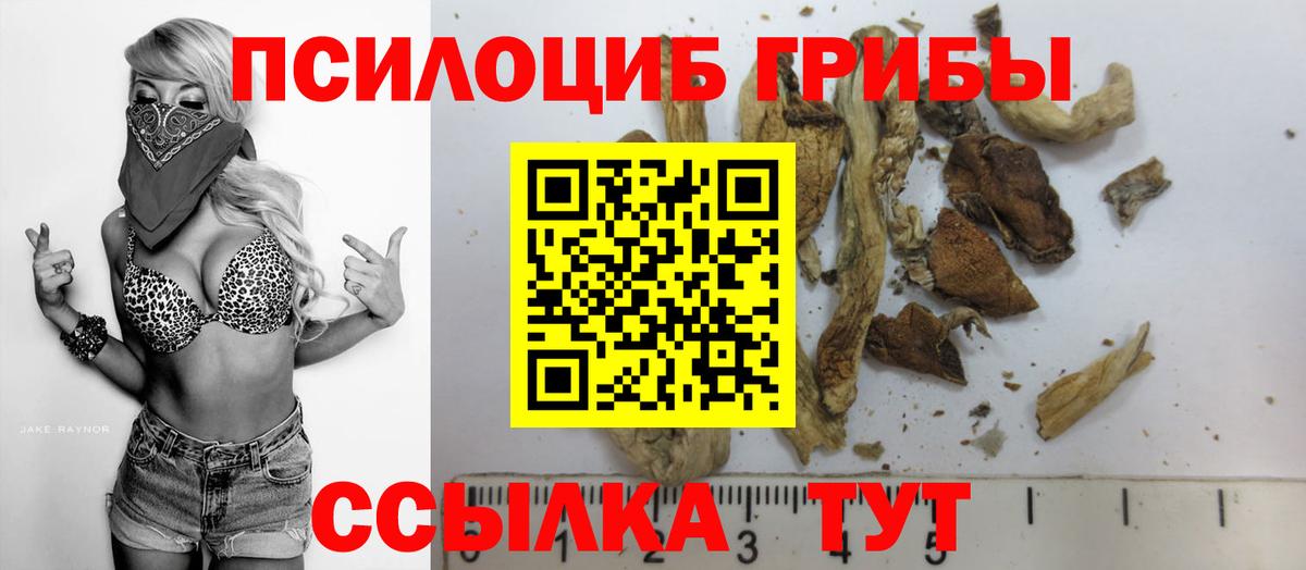 Галлюциногенные грибы Psilocybe Таганрог